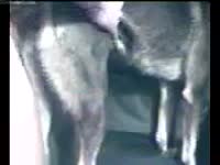 huge cock fuck dog